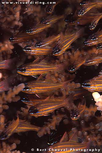Cardinalfishes in hard coral (uw857_15)
