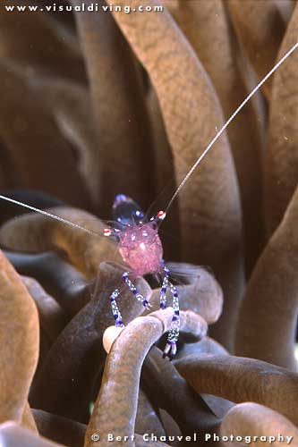 Cleaner shrimp in anemone (uw857_21)