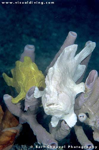 Frogfihes duo - white and yellow (uw857_32)
