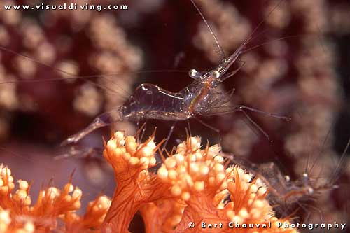 Soft coral shrimps (uw858_11)
