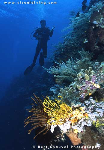 Wide angle reefscape with diver (uw946_35)