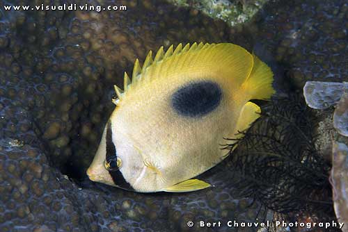 (uw949_10) Butterfly fish