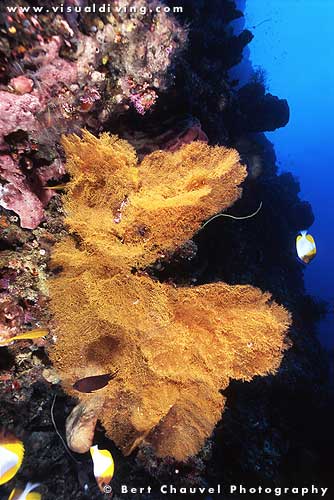 Yello sea fan (uw950_08)
