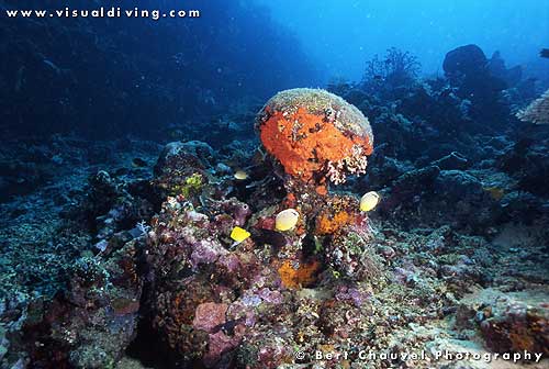 Wide angle reefscape (uw952_10)