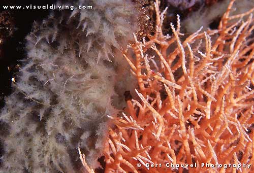 (uw953_19) Coral sclose-up