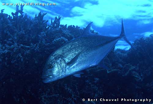 Passsing bluefin trevally (uw953_35)