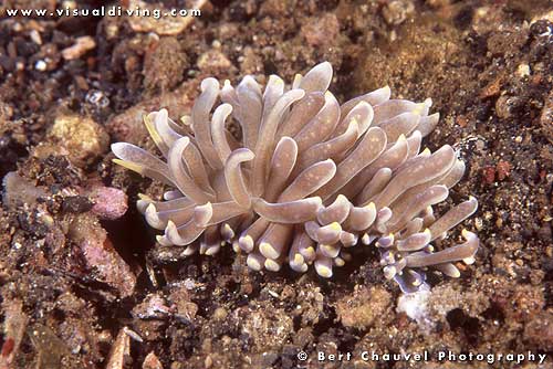 Phyllodesmium briareus (uw956_11)