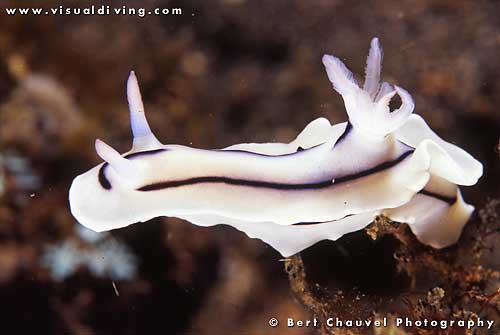(uw960_36) Chromodoris lochi