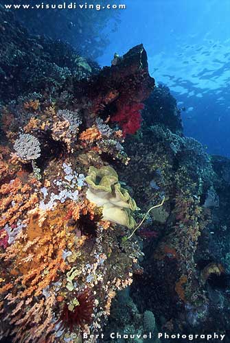 Wide angle reefscape (uw961_31)