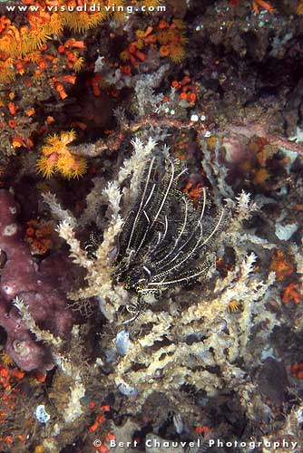 Wide angle coral close-up (uw963_18)