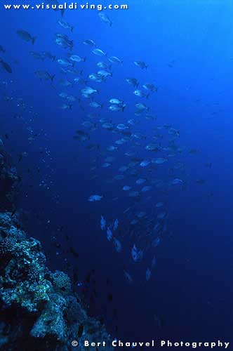 (uw972_32) Shoal over the wall