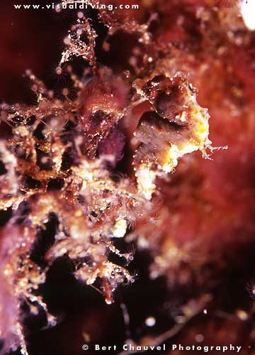 (uw974_13) Hippocampus pontohi
